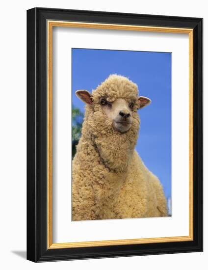 Sheep-DLILLC-Framed Photographic Print