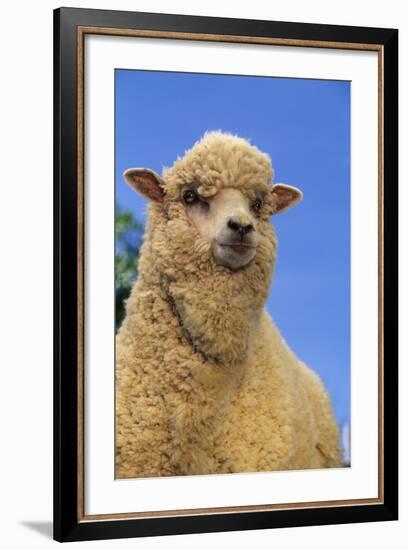 Sheep-DLILLC-Framed Photographic Print