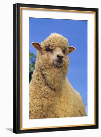 Sheep-DLILLC-Framed Photographic Print