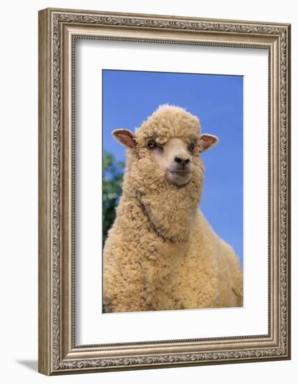 Sheep-DLILLC-Framed Photographic Print