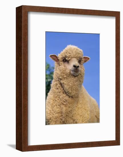 Sheep-DLILLC-Framed Photographic Print