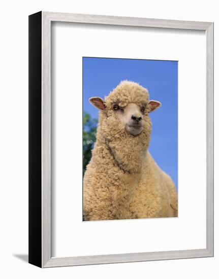 Sheep-DLILLC-Framed Photographic Print