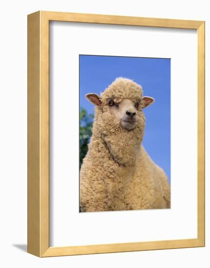 Sheep-DLILLC-Framed Photographic Print