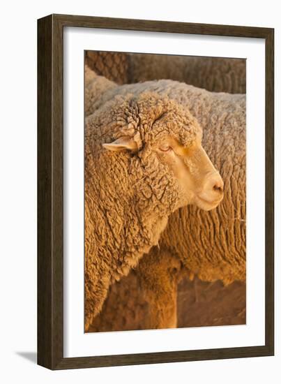 Sheep-Karyn Millet-Framed Photographic Print