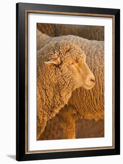 Sheep-Karyn Millet-Framed Photographic Print