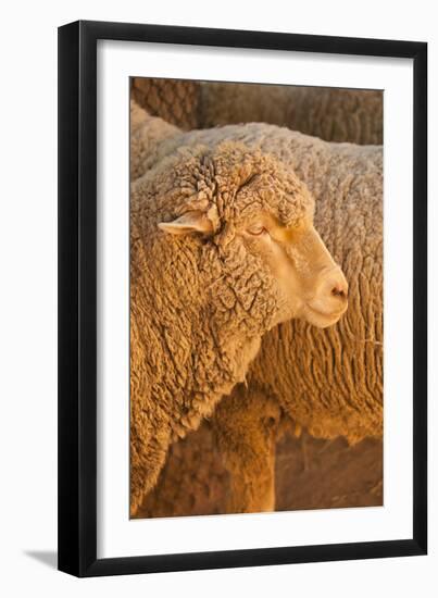 Sheep-Karyn Millet-Framed Photographic Print