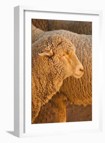 Sheep-Karyn Millet-Framed Photographic Print