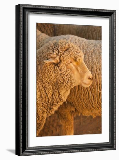 Sheep-Karyn Millet-Framed Photographic Print