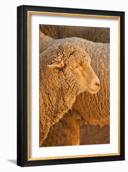 Sheep-Karyn Millet-Framed Photographic Print