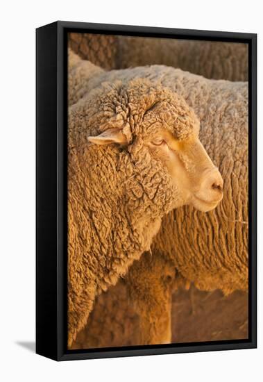 Sheep-Karyn Millet-Framed Premier Image Canvas