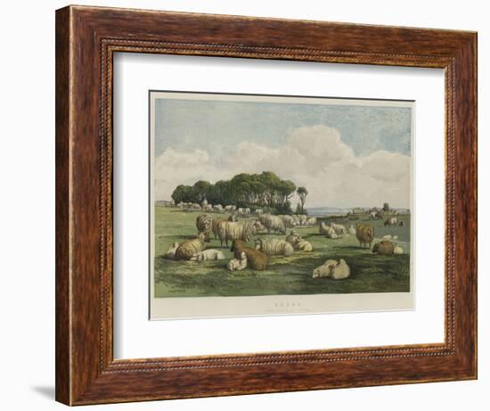 Sheep-Edward Duncan-Framed Giclee Print