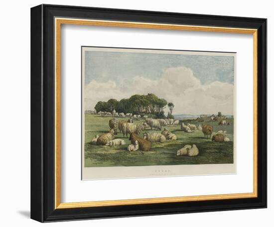 Sheep-Edward Duncan-Framed Giclee Print