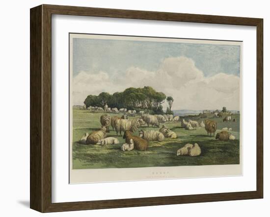 Sheep-Edward Duncan-Framed Giclee Print