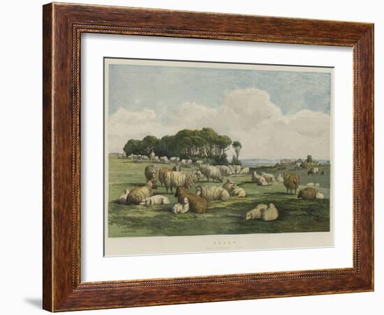 Sheep-Edward Duncan-Framed Giclee Print