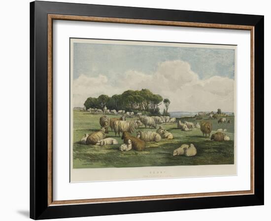 Sheep-Edward Duncan-Framed Giclee Print