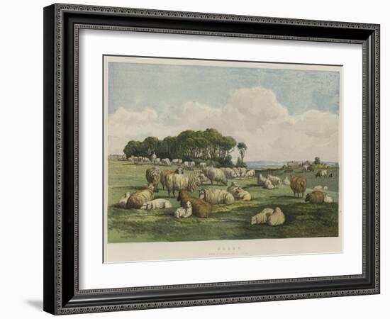 Sheep-Edward Duncan-Framed Giclee Print