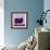 Sheep-Teofilo Olivieri-Framed Giclee Print displayed on a wall