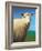 Sheep-James W. Johnson-Framed Giclee Print