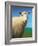 Sheep-James W. Johnson-Framed Giclee Print