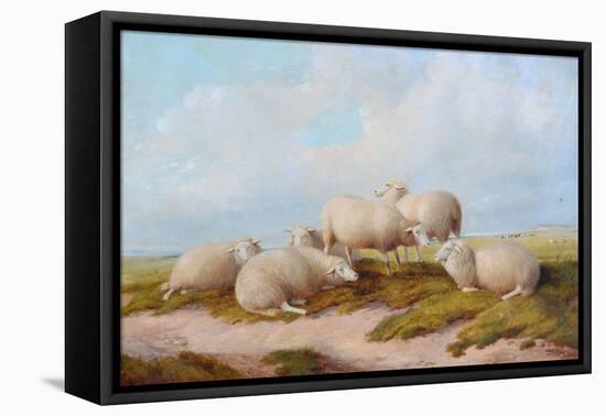 Sheep-Thomas Sidney Cooper-Framed Premier Image Canvas