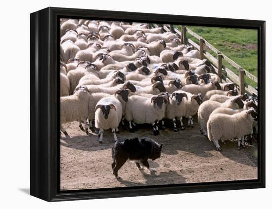 Sheepdog and Sheep, Pentland Hills Near Edinburgh, Lothian, Scotland, United Kingdom, Europe-Patrick Dieudonne-Framed Premier Image Canvas
