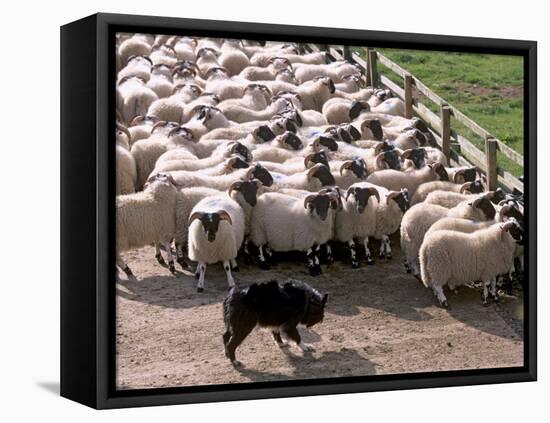 Sheepdog and Sheep, Pentland Hills Near Edinburgh, Lothian, Scotland, United Kingdom, Europe-Patrick Dieudonne-Framed Premier Image Canvas