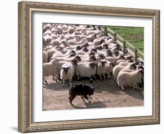 Sheepdog and Sheep, Pentland Hills Near Edinburgh, Lothian, Scotland, United Kingdom, Europe-Patrick Dieudonne-Framed Photographic Print