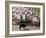 Sheepdog and Sheep, Pentland Hills Near Edinburgh, Lothian, Scotland, United Kingdom, Europe-Patrick Dieudonne-Framed Photographic Print