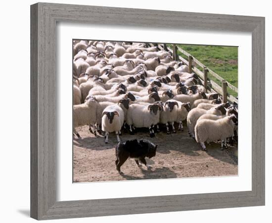 Sheepdog and Sheep, Pentland Hills Near Edinburgh, Lothian, Scotland, United Kingdom, Europe-Patrick Dieudonne-Framed Photographic Print