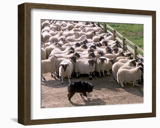 Sheepdog and Sheep, Pentland Hills Near Edinburgh, Lothian, Scotland, United Kingdom, Europe-Patrick Dieudonne-Framed Photographic Print