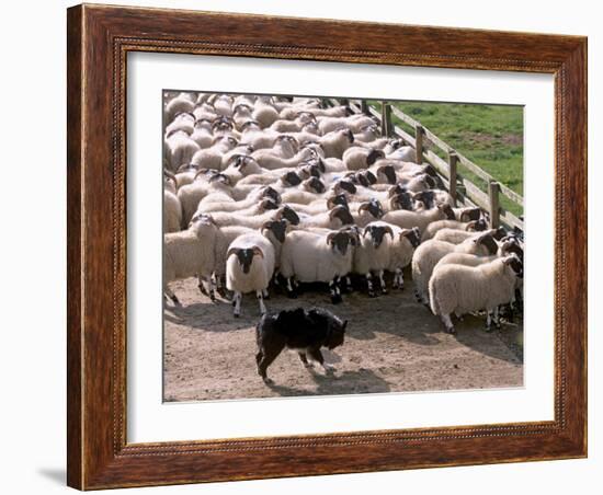 Sheepdog and Sheep, Pentland Hills Near Edinburgh, Lothian, Scotland, United Kingdom, Europe-Patrick Dieudonne-Framed Photographic Print