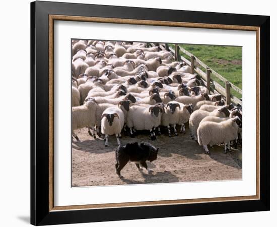 Sheepdog and Sheep, Pentland Hills Near Edinburgh, Lothian, Scotland, United Kingdom, Europe-Patrick Dieudonne-Framed Photographic Print