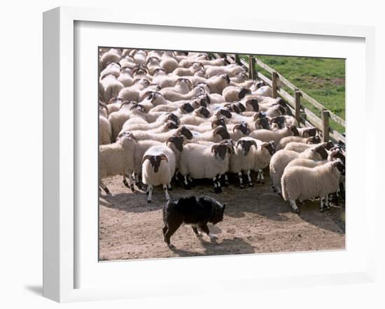 Sheepdog and Sheep, Pentland Hills Near Edinburgh, Lothian, Scotland, United Kingdom, Europe-Patrick Dieudonne-Framed Photographic Print