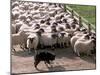 Sheepdog and Sheep, Pentland Hills Near Edinburgh, Lothian, Scotland, United Kingdom, Europe-Patrick Dieudonne-Mounted Photographic Print