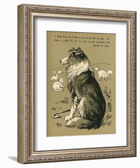 Sheepdog Guarding Flock of Sheep-null-Framed Photographic Print