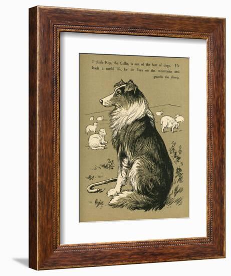 Sheepdog Guarding Flock of Sheep-null-Framed Photographic Print