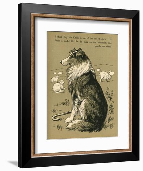 Sheepdog Guarding Flock of Sheep--Framed Photographic Print