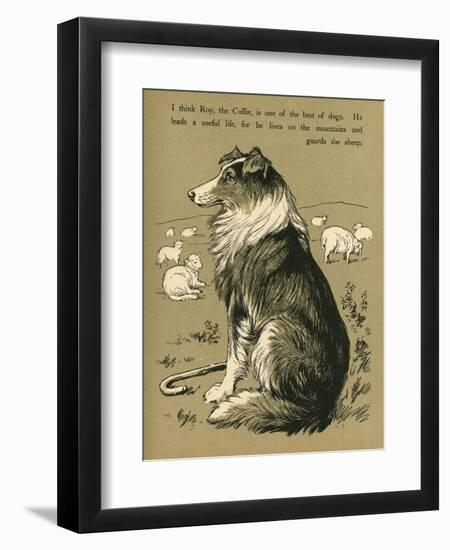 Sheepdog Guarding Flock of Sheep-null-Framed Photographic Print