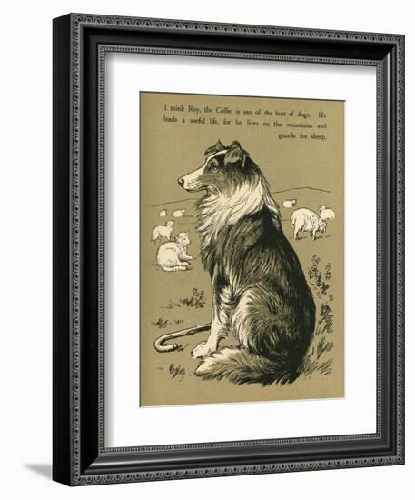 Sheepdog Guarding Flock of Sheep-null-Framed Photographic Print