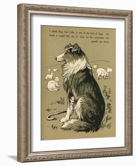 Sheepdog Guarding Flock of Sheep-null-Framed Photographic Print