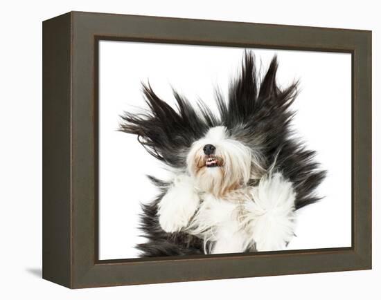 Sheepdog On White Background-kaprizka-Framed Stretched Canvas