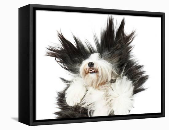 Sheepdog On White Background-kaprizka-Framed Stretched Canvas