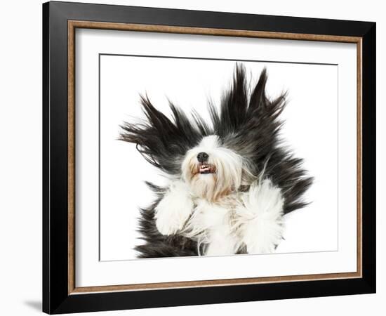 Sheepdog On White Background-kaprizka-Framed Art Print