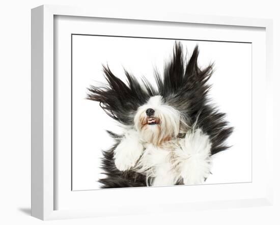 Sheepdog On White Background-kaprizka-Framed Art Print