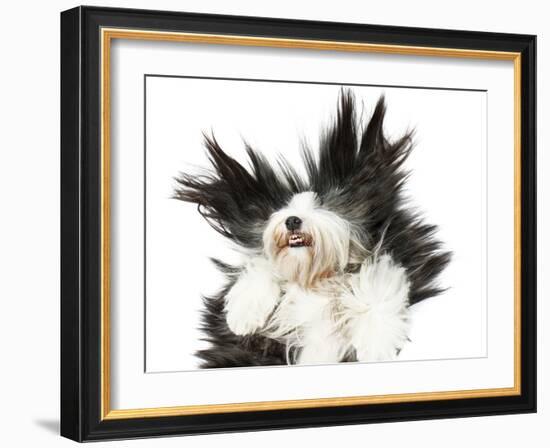 Sheepdog On White Background-kaprizka-Framed Art Print