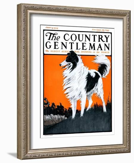 "Sheepdog Oversees Flock," Country Gentleman Cover, June 14, 1924-Paul Bransom-Framed Giclee Print