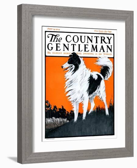 "Sheepdog Oversees Flock," Country Gentleman Cover, June 14, 1924-Paul Bransom-Framed Giclee Print