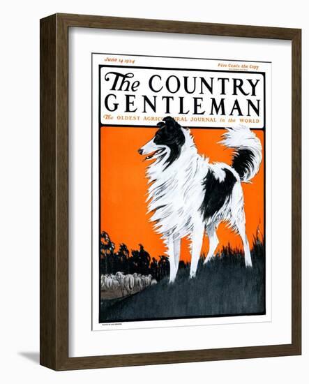 "Sheepdog Oversees Flock," Country Gentleman Cover, June 14, 1924-Paul Bransom-Framed Giclee Print