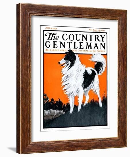 "Sheepdog Oversees Flock," Country Gentleman Cover, June 14, 1924-Paul Bransom-Framed Giclee Print