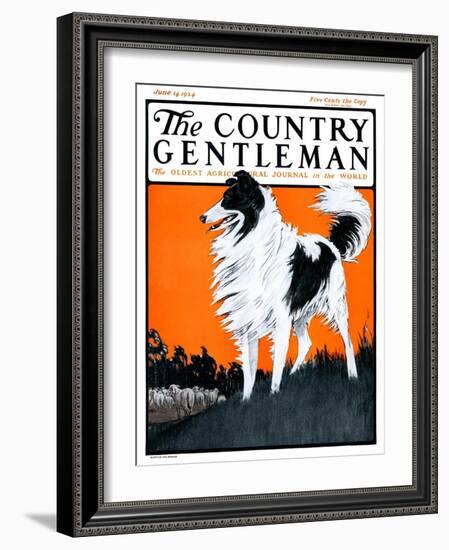 "Sheepdog Oversees Flock," Country Gentleman Cover, June 14, 1924-Paul Bransom-Framed Giclee Print